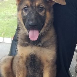 German Shepherds from Alford German Shepherds