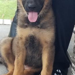 German Shepherds from Alford German Shepherds