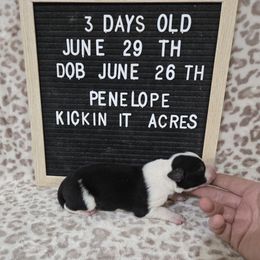 Penelope - Black female Border Collie puppy in Chariton, Iowa from Kickin It Acres BCs