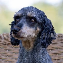 Bernedoodles, Cavapoos, and Poodles from Positively Doodles