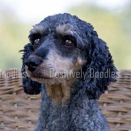 Bernedoodles, Cavapoos, and Poodles from Positively Doodles