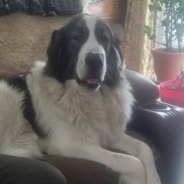 Venus - Pyrenean Mastiff