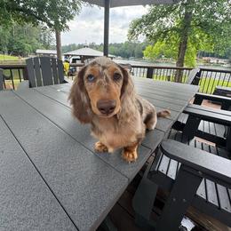 Dachshund Puppies from EntityDachs