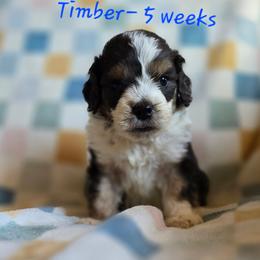 Storm - Brown merle male Aussiedoodle puppy in Redding, California from House Merrills Minis and Doodles