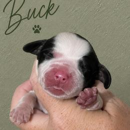 Buck - Tri-Roan male English Springer Spaniel puppy in Fort White, Florida from Thunderbird Springers