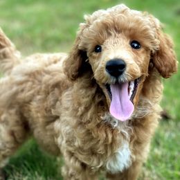 Poodle Puppies from Moonrise Poodles