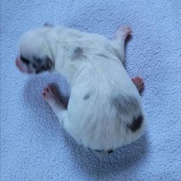 Girl 3 - Slate merle female Border Collie puppy in Morgan, Texas from Shooting Star Ranch