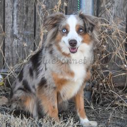 Katie - Miniature American Shepherd
