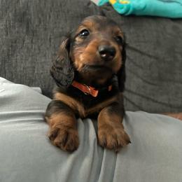 Orange - Red male Dachshund puppy in Hemet, California from Rare Treat Dachshunds