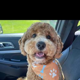 Bernedoodle and Goldendoodle All Grown Up from Allie's Southern Doodles