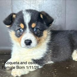 Tri Girl - Black and tan female Pembroke Welsh Corgi puppy in Bay Area, California from MJ's Corgis