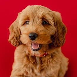 Little Tilly - Goldendoodle