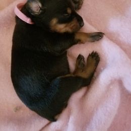 Doberman Pinscher Puppies from Riviera Dobermans