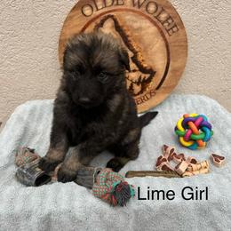 Lime Collar Girl - Sable female German Shepherd puppy in Columbus, Mississippi from Olde Wolfe German Shepherds