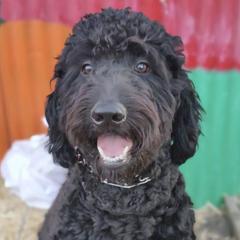 Double Doodles from Central Valley Cadoodles