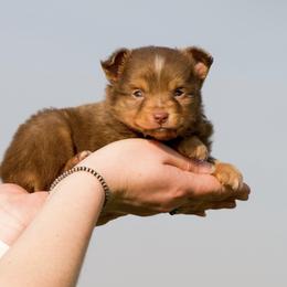 Chippy - Red tri male Toy Australian Shepherd puppy in Cherryvale, Kansas from HighEnd Aussies