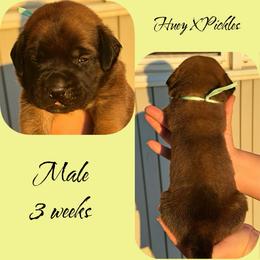 Finn - Apricot male Mastiff puppy in Carthage, Missouri from Mama’s Mastiffs