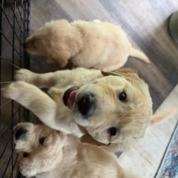 Cody - Light golden male Golden Retriever puppy in Parma, Ohio from Big Creek Goldens