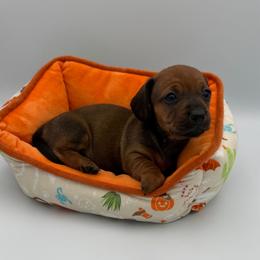 Green Collar girl - Sable female Dachshund puppy in Odessa, Texas from K9 Royal Club