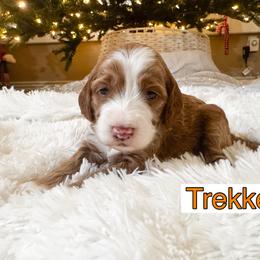 Trekker - Red and white male Cockapoo puppy in Peoria, Arizona from Cactus Doods