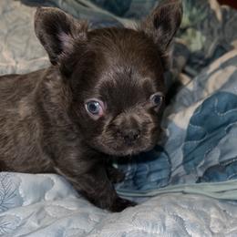 Mordecai - Blue male French Bulldog puppy in Bend, Oregon from High Lakes Frenchies