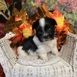 BW male  Naomi - Black and white male Shih Tzu puppy in Lebanon, Missouri from Anna's Babies in the Midwest