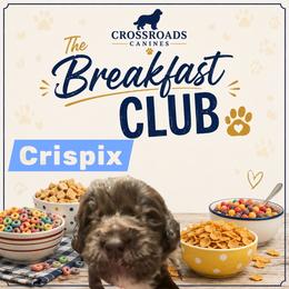 Crispix - Brown male Newfoundland puppy in Saukville, Wisconsin from Crossroads Canines ~ Newfoundland Dogs