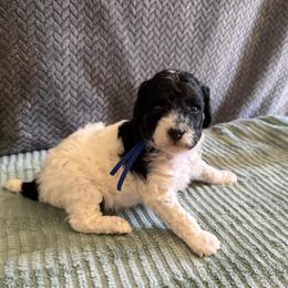 Navy collar - Black male Poodle puppy in Huntsville, Alabama from Flint River Poodles
