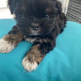Girl 1  Pink - Black and tan female Lhasa Apso puppy in Palm Bay, Florida from Lhasa Apso Doggy Stylez Fl