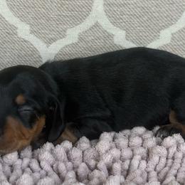 AKC Boy 1 - Black and tan male Dachshund puppy in Joshua Tree, California from Desert Dreams Ranch