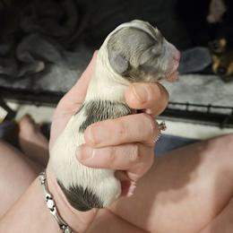 Chihuahua Puppies from Turners Chihuahua