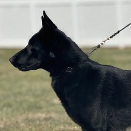 Ex - German Shepherd