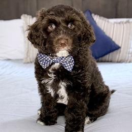 Australian Labradoodle puppies from South Sound Australian Labradoodles
