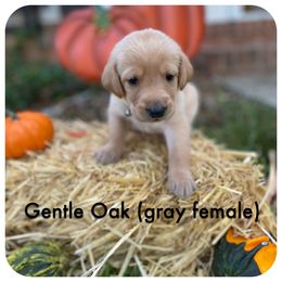 Labrador Retriever Puppies from Spring Water Labs of the Carolinas