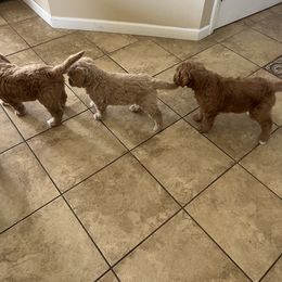 Goldendoodle Puppies from Goldendoodles of Anchor Bay
