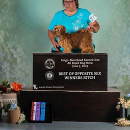 Pele - Chocolate sable female Havanese puppy in Sanborn, North Dakota from Bydand Newfoundlands