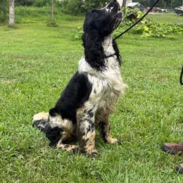 English Springer Spaniel puppies from Leila Ferrucci