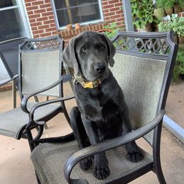 Dilute Retriever and Labrador Retriever Puppies from Cooper Charcoal Labs