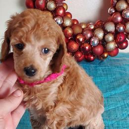 Pink girl - Apricot female Poodle puppy in Licking, Missouri from Majestic Embrace Poodles