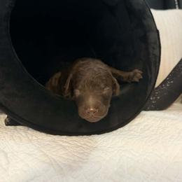 Red Collar Boy - Brown male Poodle puppy in Oklahoma City, Oklahoma from Velvet Standards