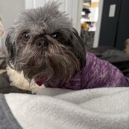 Rayne - Shih Tzu