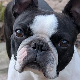 Tipps - Boston Terrier