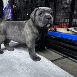 Lotso - Gray brindle male Cane Corso puppy in Fairfield, California from Royal Class Kennels