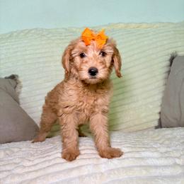 F1B Goldendoodle Sandy - Red  female Goldendoodle puppy in Redding, California from Casa Delarosa Collective Poodles & Doodles