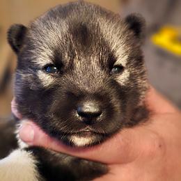 Halestorm - Agouti and white female Siberian Husky puppy in Le Sueur, Minnesota from Tevana Siberians LLC