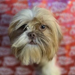 Ollie - Shichon