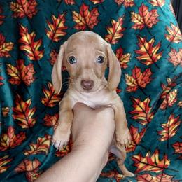 BELLA - Chocolate and tan female Dachshund puppy in Swink, Oklahoma from Palali Farm
