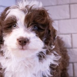 Boy 4 - Brown and white Aussiedoodle puppy in Tucson, Arizona from Ever After Doodles Arizona