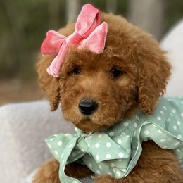 Goldendoodles from Jessica Bush