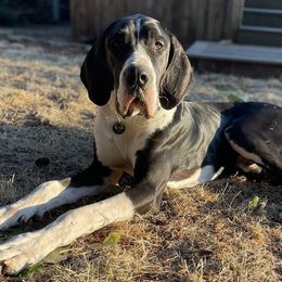 Great Danes from Rip City Danes